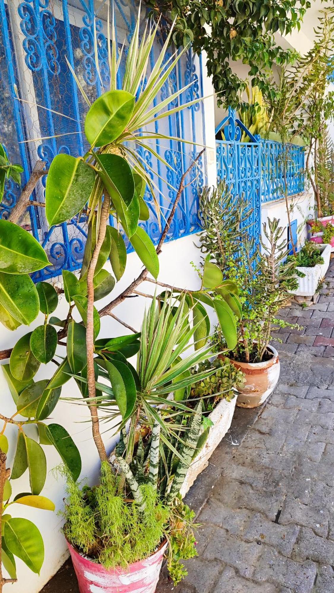 Cosy Appartement In "Sidi Bou Said" Exteriér fotografie